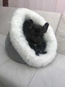 french puppies for sale