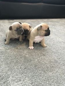 French Bulldog Puppies for sale