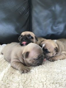Gorgeous French Bulldog Puppies available