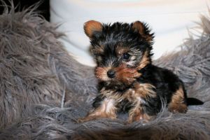 Yorkie Bulldog