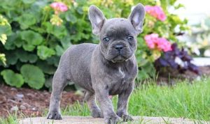 Frug X French Bulldog (only 2 Left)