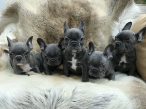 Litter Of French Bulldog Puppies