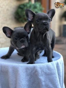 2 Females Remaining!