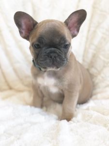 Ready Kc Reg French Bulldog Puppies