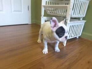 Female French Bulldog
