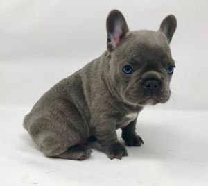 Last Female French Bulldog