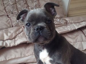 French Bulldog Bitch - Kc Reg