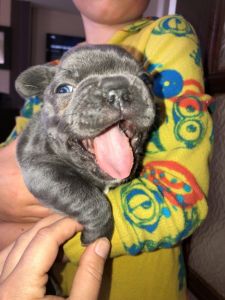 Adorable 12 week old pure breed french bulldog Pup