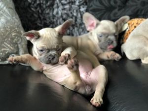 Lilac Sable French Bulldogs For Sale