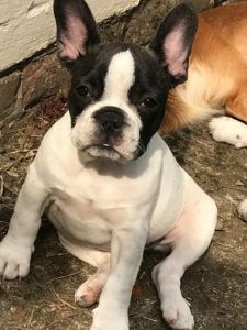 French Bulldog Puppies