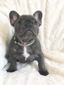 French Bulldog **reduced**