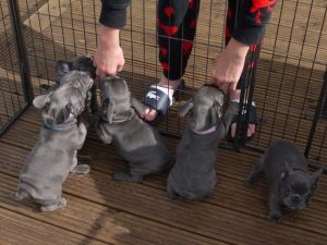 4 Beautiful Kc Registered Boys For Sale!