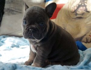Solid Blue French Bulldog Puppies