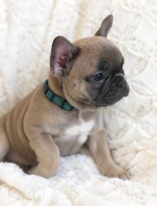 Choc/choc Carriers Ready Soon