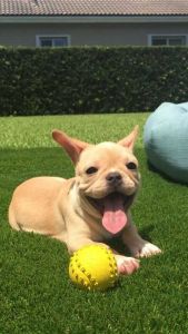 We have adorable French bulldog puppies for sale