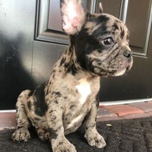 Adorable Merle Frenchies