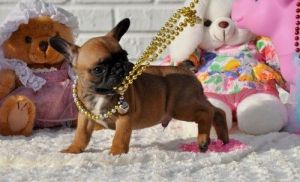 Magnificent French Bulldog Puppies. Text (***) ***-***2