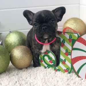 French Bulldog Puppies