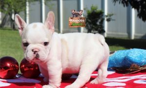 TIKO french bulldogs