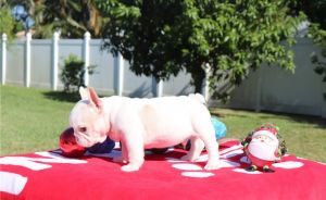 rezy french bulldogs