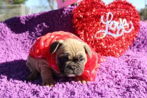 Beautiful frenchie pups 6 females 2 males