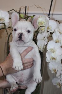 adorable french bulldog puppies ready