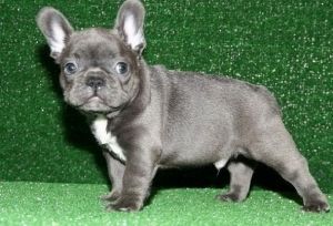 French bulldog Lila