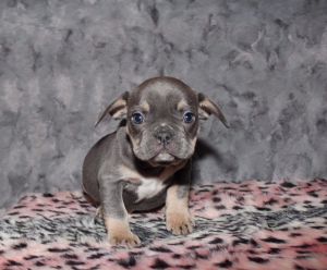 Well Trained and Adorable French Bulldog puppies Ready For New Home To