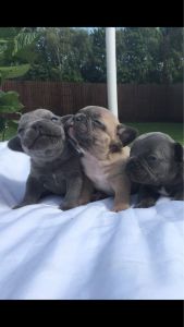 Blue Kc Reg Bitch Puppies