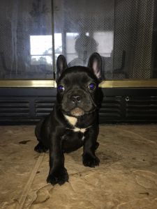Gorgeous Frenchie puppies
