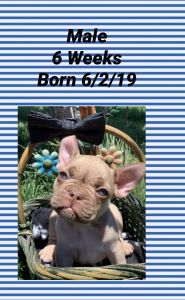 Cute and playful French Bulldog puppies