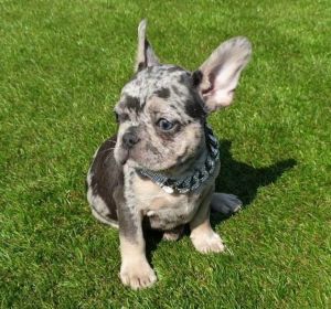 SUPER CUTE FRENCHIES NEEDS HOMES