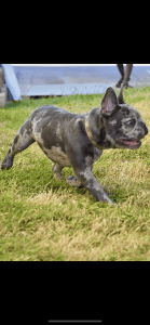 French Bulldog Puppies!