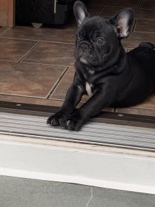 Love ball. French bulldog - male SANTINO