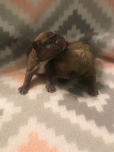 French Bulldogs Puppies