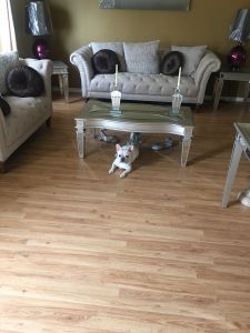 French English bull dog