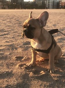 Fawn French bulldog puppy