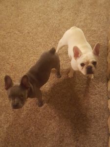 French Bulldog 5 months old Blue Female