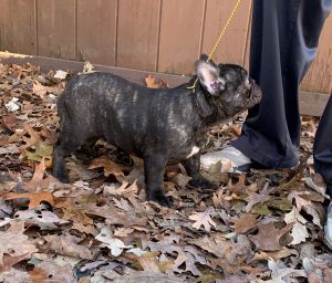 French Bulldog Female