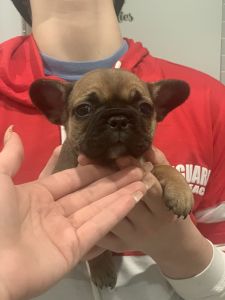 French Bulldog Puppies For SALE !!