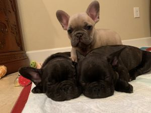 French Bulldog puppies