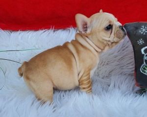 French Bulldog puppies