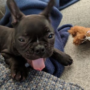 cute french bulldog puppies