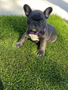 Pure bred French Bulldog puppies