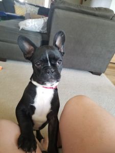 Male Frenchton