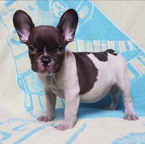 Frenchbulldog puppies