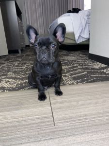 Meet Lenny The Frenchie