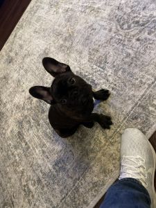 French bulldog for sale