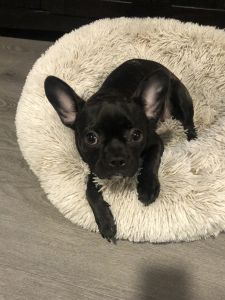 French bulldog/Boston terrier mix
