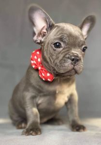 Tiny x french bulldogs ready